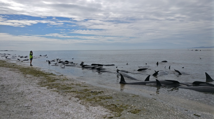 Rengeteg delfin pusztult el a parton / Fotó: AFP