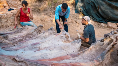 Odkryto szkielet być może największego dinozaura Europy