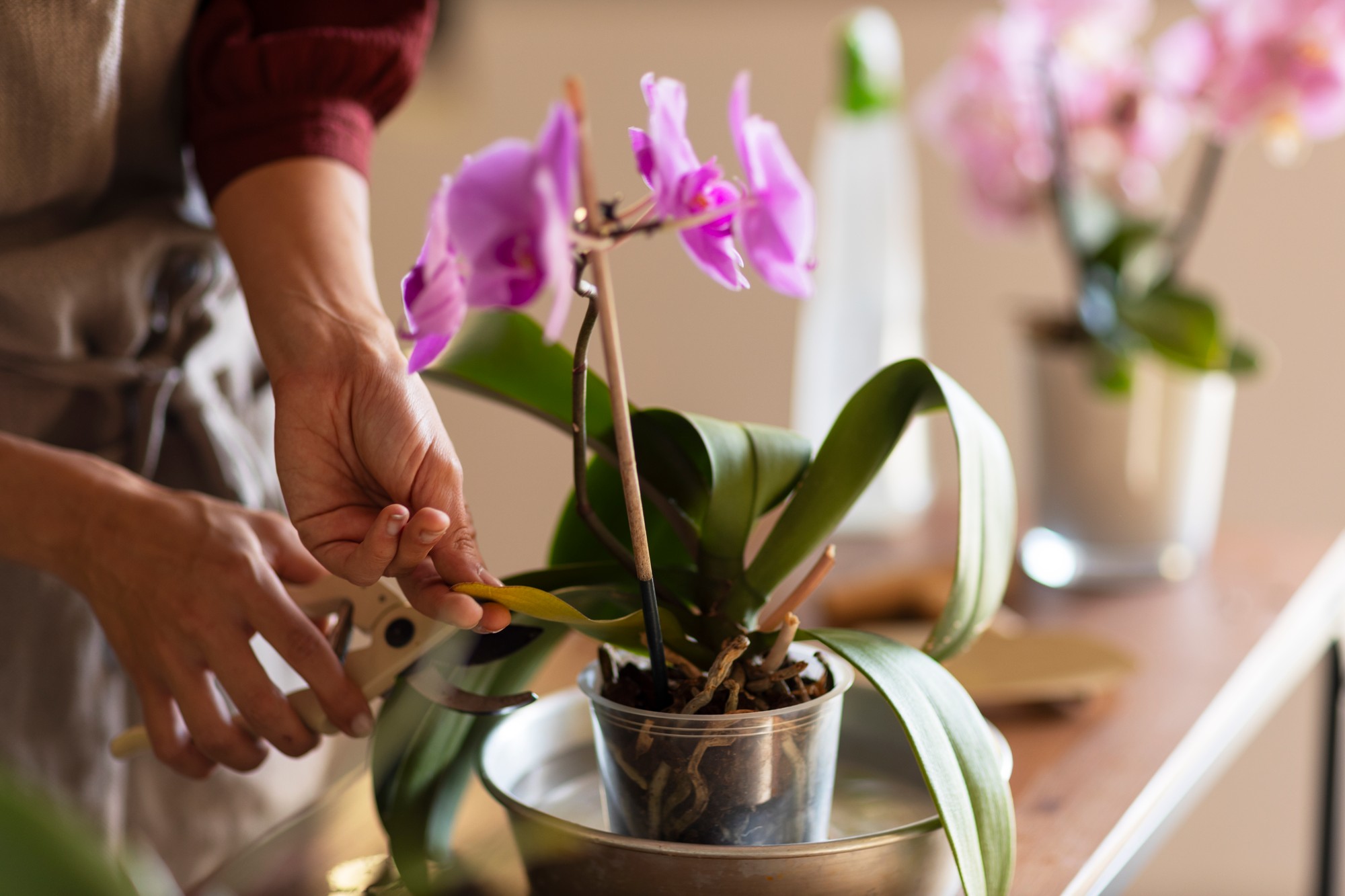 Korene dokážu veľa napovedať o stave orchidey. Dlhodobé premokrenie a voda stojaca v obale môžu viesť k ich poškodeniu a hnilobe.