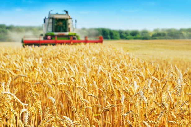 Żniwa 2023. W tym roku zbóż konsumpcyjnych będzie mniej niż zakładano