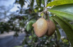 owoc o smaku toffi? reguluje poziom cukru we krwi. kup zamiast słodycz