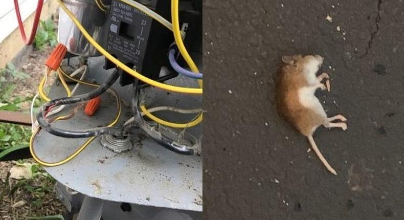 A photo of Carolyn Waibel's AC unit after she said harassers tampered with it next to a picture of one of the dead rodents left in her driveway.
