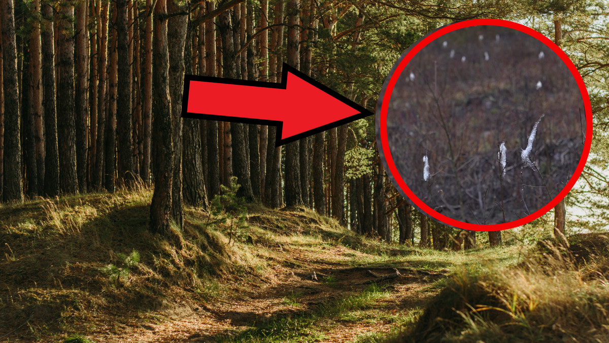Tajemnicze znaleziska na drzewkach w Polsce. Lepiej ich nie ruszać