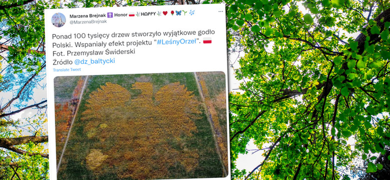 "Leśny Orzeł" na zdjęciach z drona. Tak powstawało nietypowe godło Polski