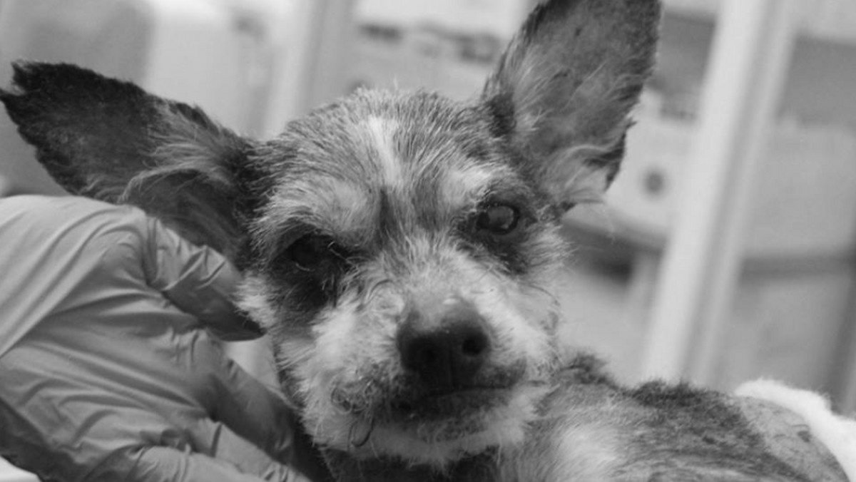 Nie żyje Miki – pies, który został znaleziony pod gruzami kamienicy na Dębcu dzień po katastrofie – poinformowało schronisko dla zwierząt w Poznaniu. Walka o jego życie trwała cztery dni.