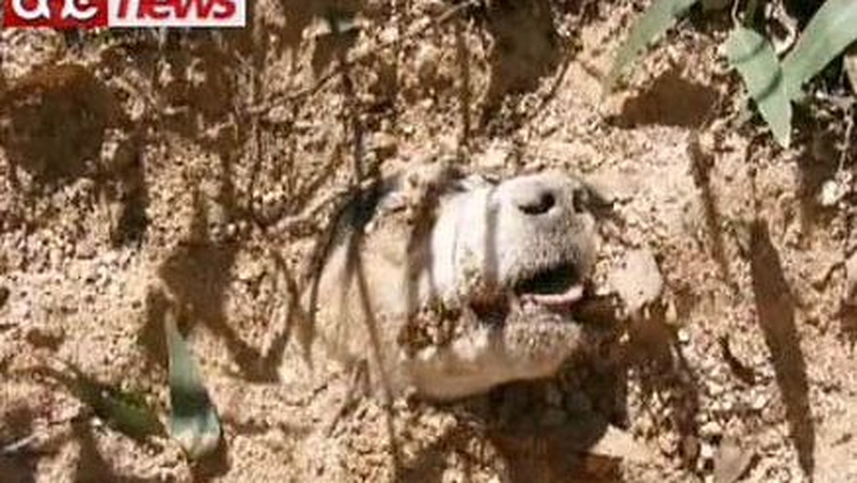 Najgorszy przypadek okrucieństwa człowieka wobec zwierząt? W miejscowości Birzebbug na Malcie znaleziono psa, który został postrzelony 40 razy, związany, a następnie pochowany żywcem. Zwierzę przeżyło - donosi serwis dailymail.co.uk