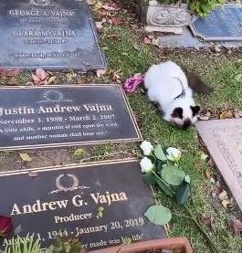 Tímea Los Angelesben is bevitte a sírok közé kedvenceit, ott a macskákat / Fotó: Instagram