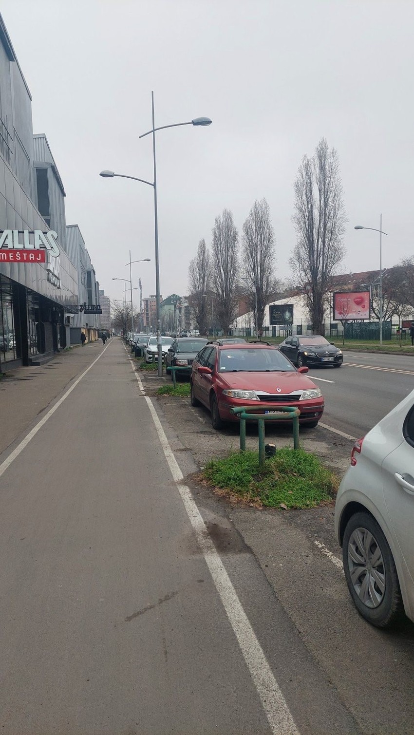 posečena stabla kod Sajma