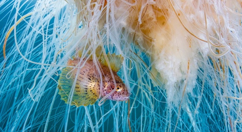 A crested sculpin in Alaska.Shane Gross/Ocean Photographer of the Year 2024