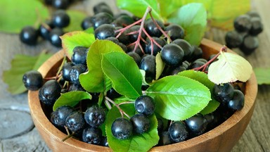 Aronia na eksport