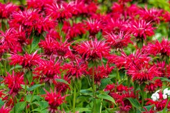 Pysznogłówka ogrodowa kwitnie cały sierpień. Urośnie nawet tam, gdzie inne kwiaty nie dają rady. Czerwone i różowe pióropusze przyciągają wzrok z daleka