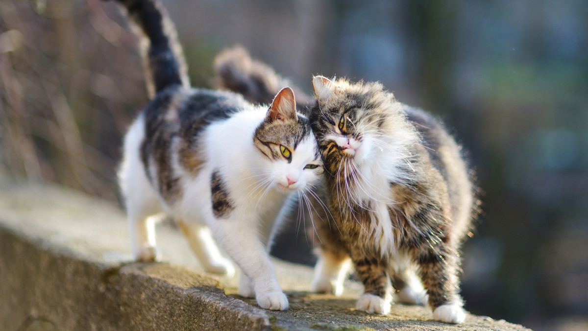 Koronawirus w USA: dwa koty zakażone koronawirusem SARS-CoV-2