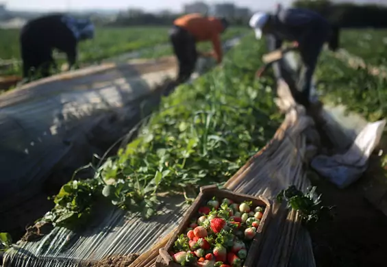 Farmy truskawek skąpane słońcem i cierpieniem Marokanek - na poniżanie i gwałty nikt nie reaguje