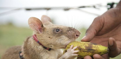 Gigantyczne szczury ratują ludziom życie