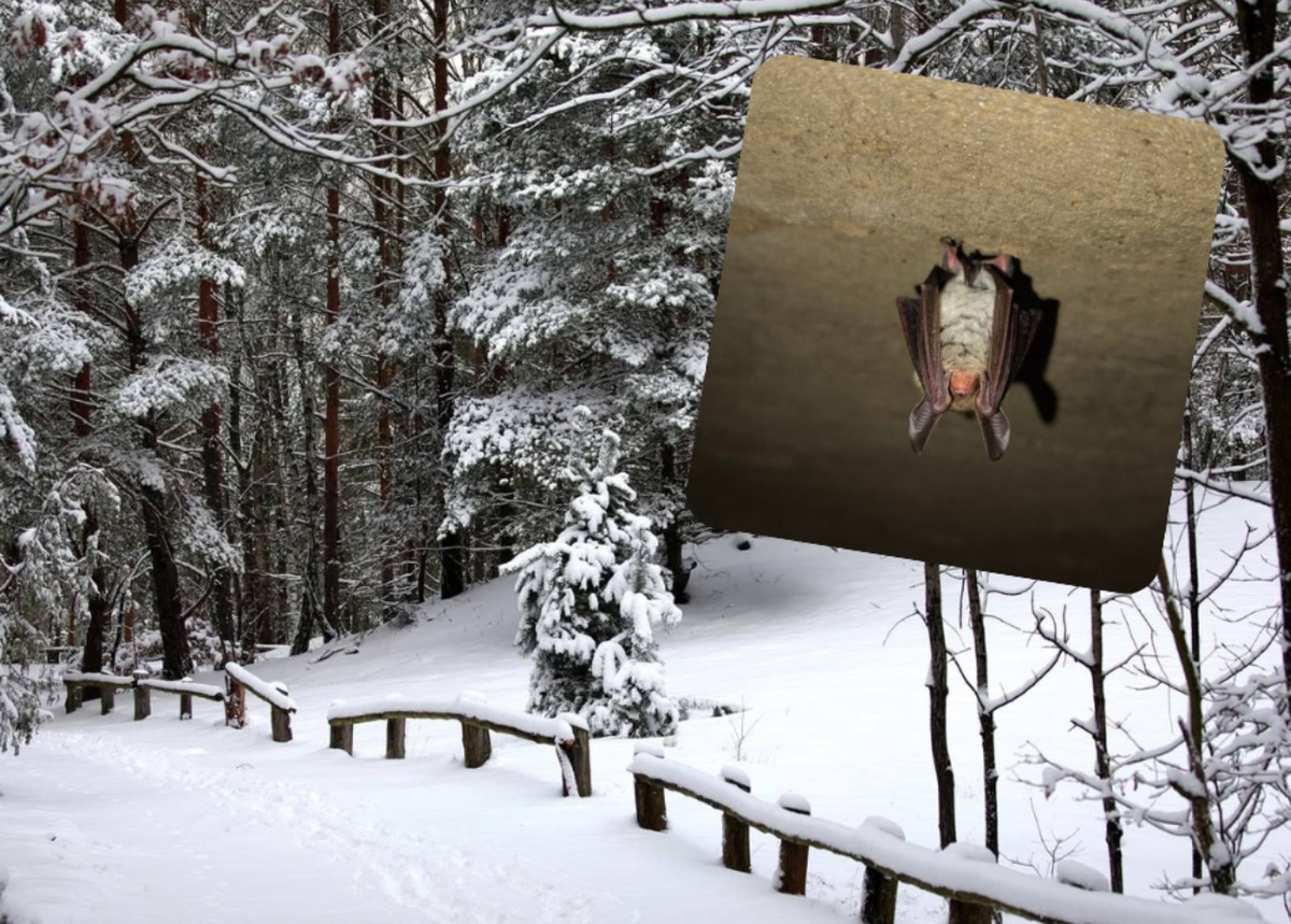 Odkrycie w Parku Narodowym