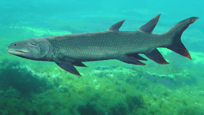 Harajicadectes zhumini