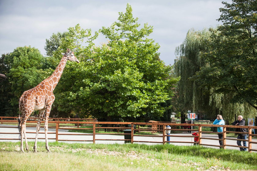 Park Śląski oferuje zakup wspólnego biletu do 6 atrakcji