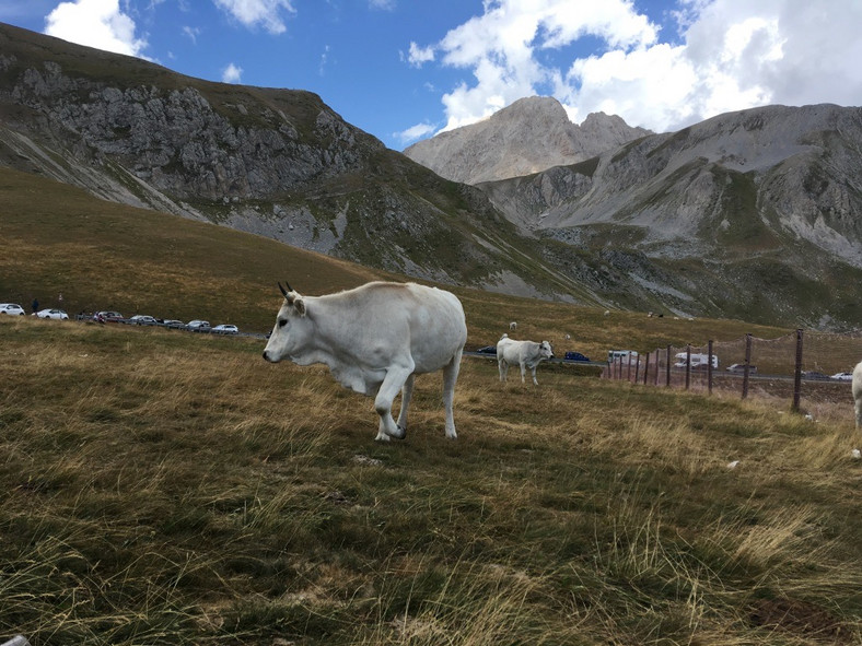 Campo Imperatore, w tle Gran Sasso