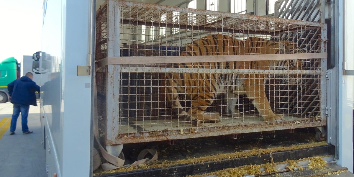 Poznańskie zoo rusza z pomocą tygrysom uwięzionym na granicy