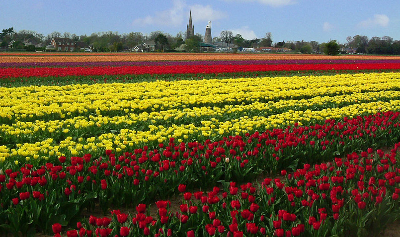 Pole kwitnących tulipanów w Holandii fot.flickr/ Martin Godfrey