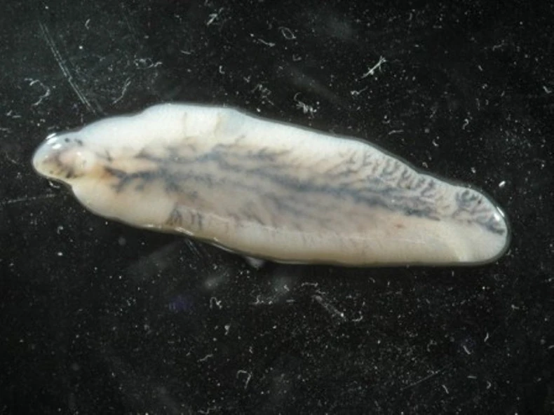 Napada jetru   Parazit koji živ u krvi   Nezvan gost u mozgu