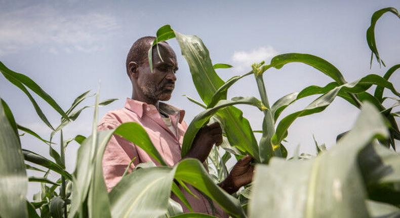 Food and Agriculture Organization (FAO)