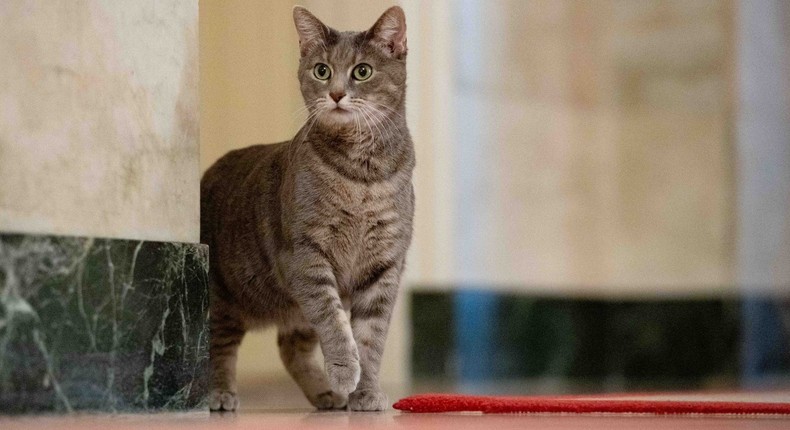 Willow, the Bidens' new White House cat.Erin Scott/White House