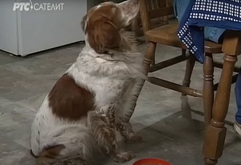 Pas Sima iz Srećnih ljudi