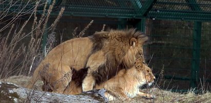 Ale będą narodziny! Lwica z zoo w ciąży