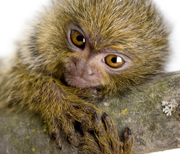 A może zamiast kota czy psa zafundować sobie małpkę? Słodkie spojrzenie marmozety karłowatej