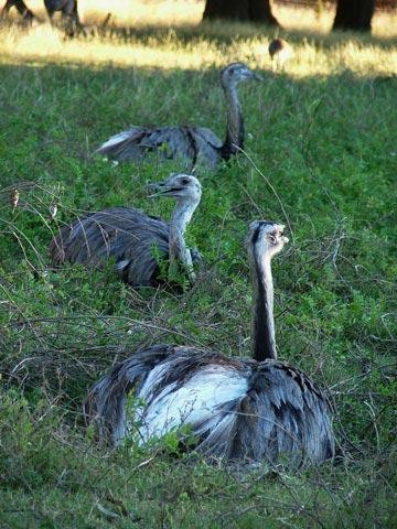 Galeria Argentyna - Delta rzek Parany i Urugwaju, fauna, obrazek 42