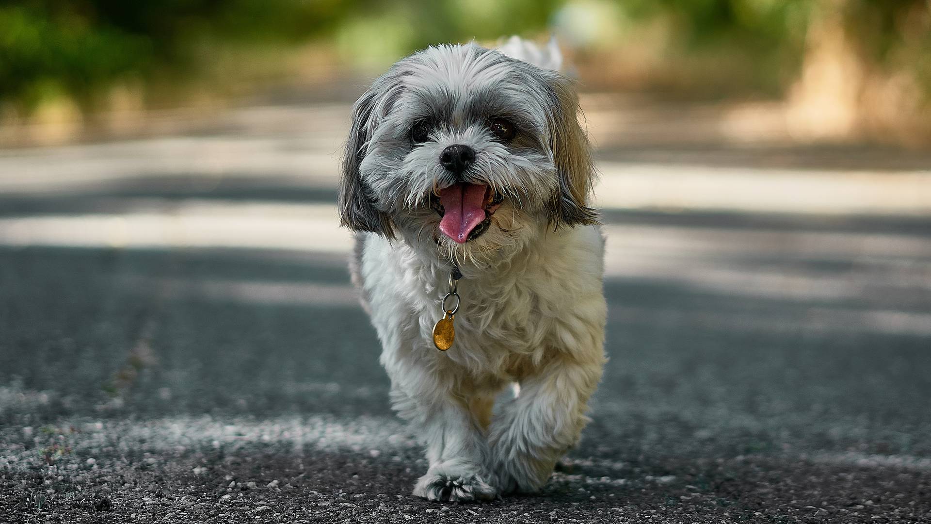 Mann stirbt an Infektion nachdem Hund ihn ableckt