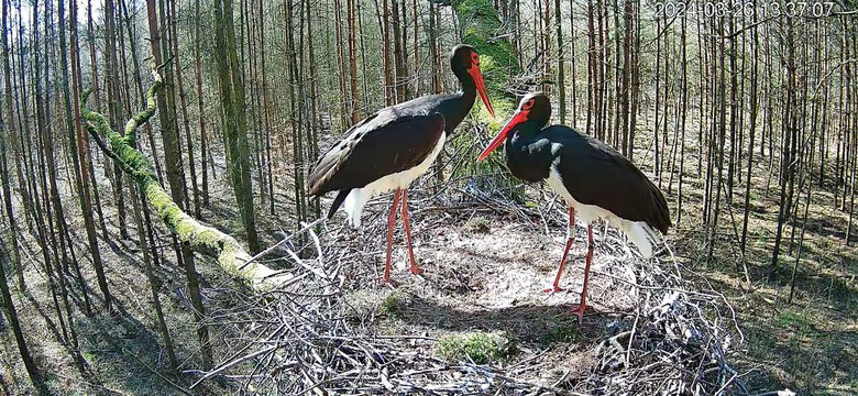 Love story w bocianim gnieździe. Internauci: Strach pomyśleć, co będzie dalej