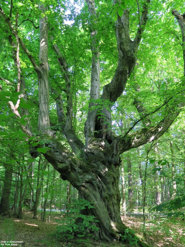 Grab w Jankowicach, Park Krajobrazowy "Cysterskie Kompozycje Krajobrazowe Rud Wielkich"