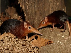 Lek na raka ze śliny ryjówki