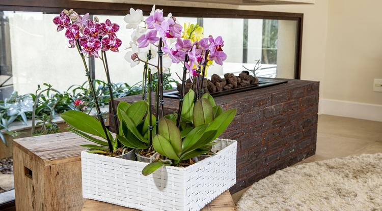 Így lesz orchideád levele csillogó és fényes. Fotó: Getty Images