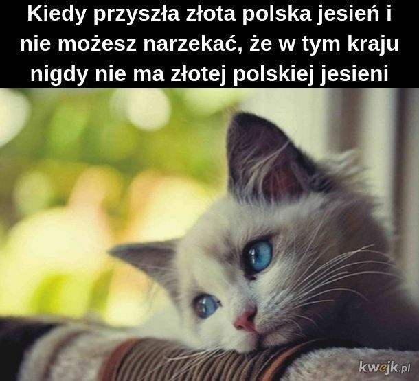 Memy o jesieni