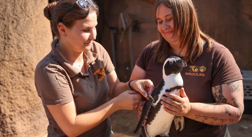 Pingwiny dostały nowe obrączki, które pozwolą na ich rozpoznawanie