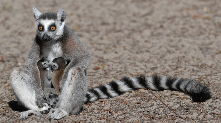 Két kölyök gyűrűsfarkú maki (Lemur catta), más néven katta lóg anyjuk hasán a Debreceni Állat- és Növénykertben / Fotó: MTI/Czeglédi Zsolt