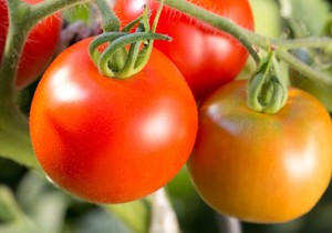 Pospite ovaj prah oko paradajza za veći rod: Trik za krupnije i sočnije plodove