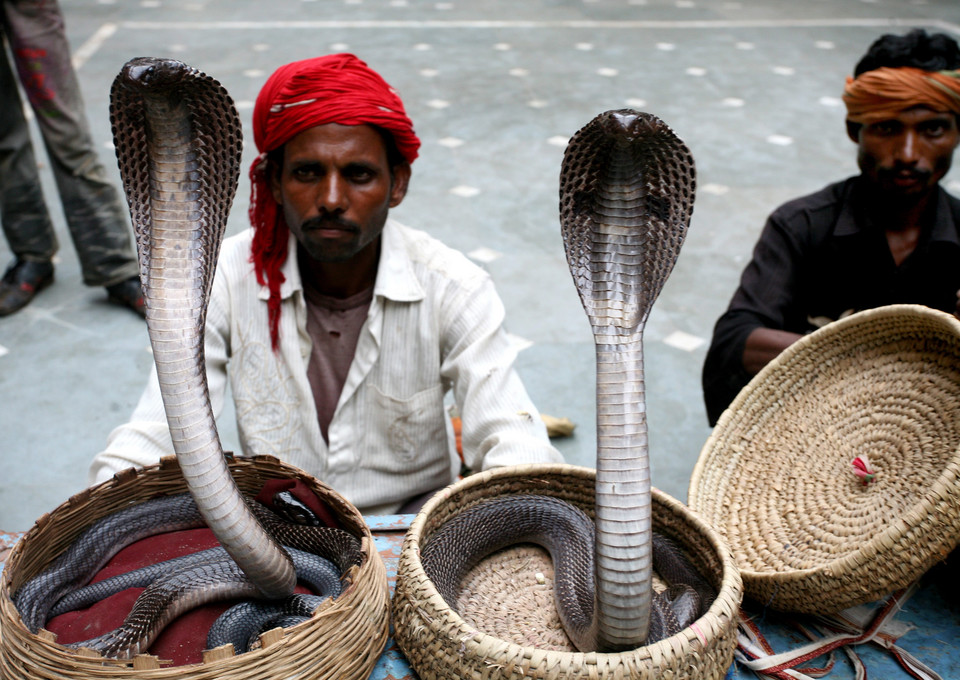 INDIA SNAKE FESTIVAL