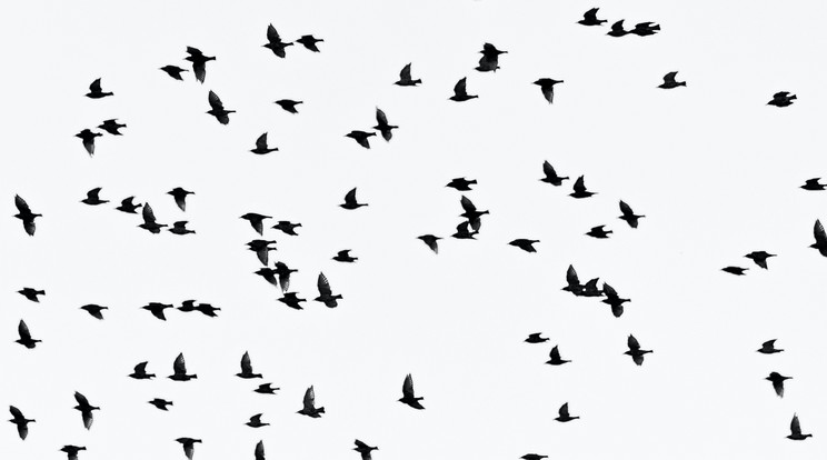 Rengeteg madár foglalt el egy parkolót Texasban/Illusztráció: Pexels