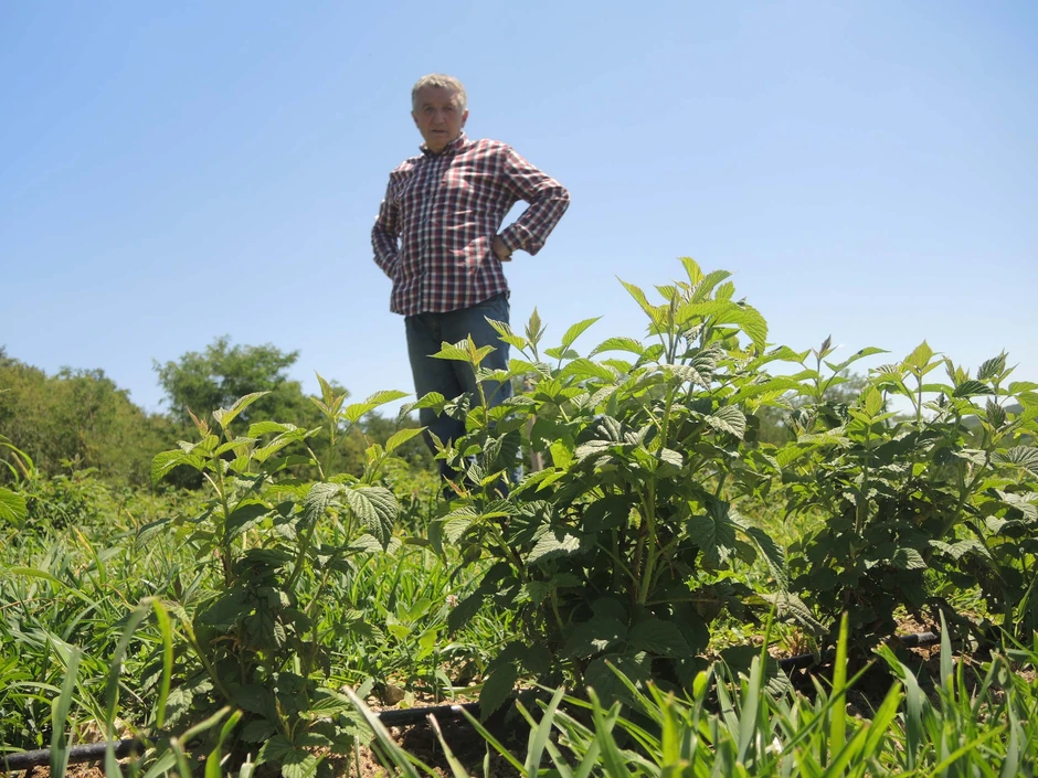 Oporavila se od grada, još da pregrmi sušu: Mađarska sorta maline na imanju Đokovića
