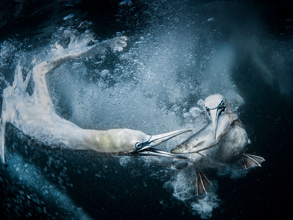 Świat natury i dzika przyroda: Tracey Lund, zdjęcie „Underwater Gannets” („Głuptaki pod wodą”)