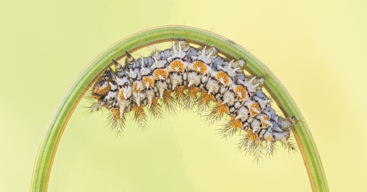 Ten gatunek był niegdyś powszechny w Polsce. Aż zaczął znikać