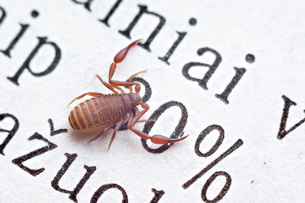 "Polski skorpion" może dostać się do twojego domu. Sprawdź, czy jest niebezpieczny!