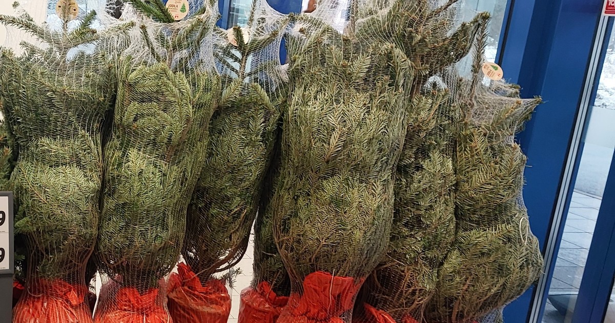 Klientka Lidla aż przystanęła. Przy drzwiach żywe choinki za takie pieniądze