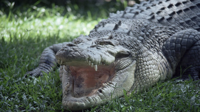 Hátborzongató: 4 méteres krokodil gyomrában találták meg az eltűnt nőt