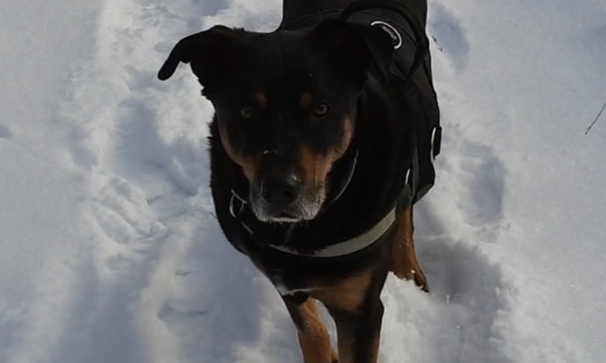 Polski lekarz wyciął nerkę bezdomnemu psu. Zapadł zaskakujący wyrok