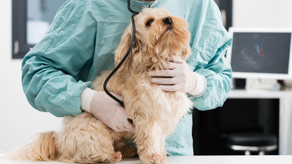 U psów czasem mogą wystąpić problemy z układem moczowym 